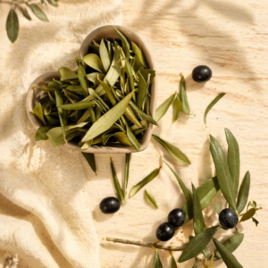 Feuilles d&rsquo;olivier de Provence