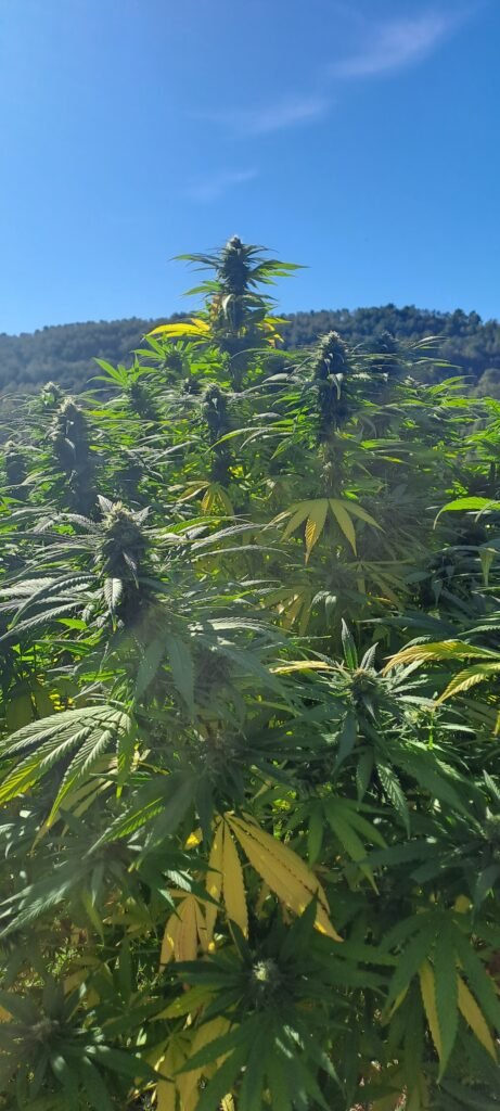 La variété Northwest offre de belles fleurs denses.