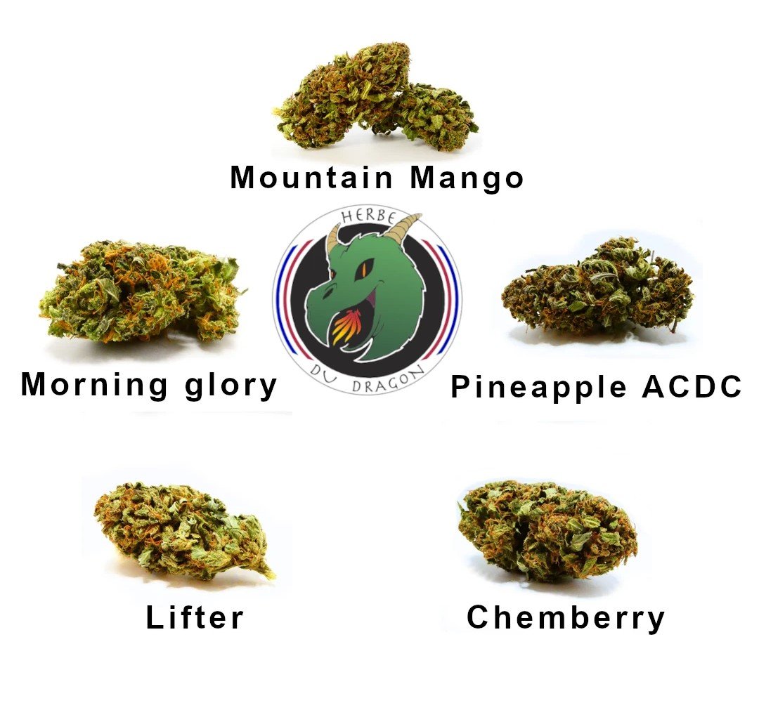 5 Variétés CBD 2025