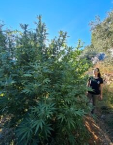 Productrice de chanvre CBD devant un plant de chanvre sous le soleil de Provence dans le Var
