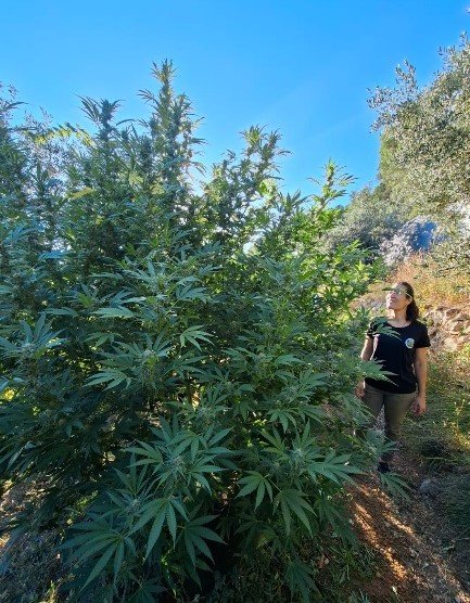 You are currently viewing CBD français de Provence vs CBD importé : pourquoi l&rsquo;origine change tout