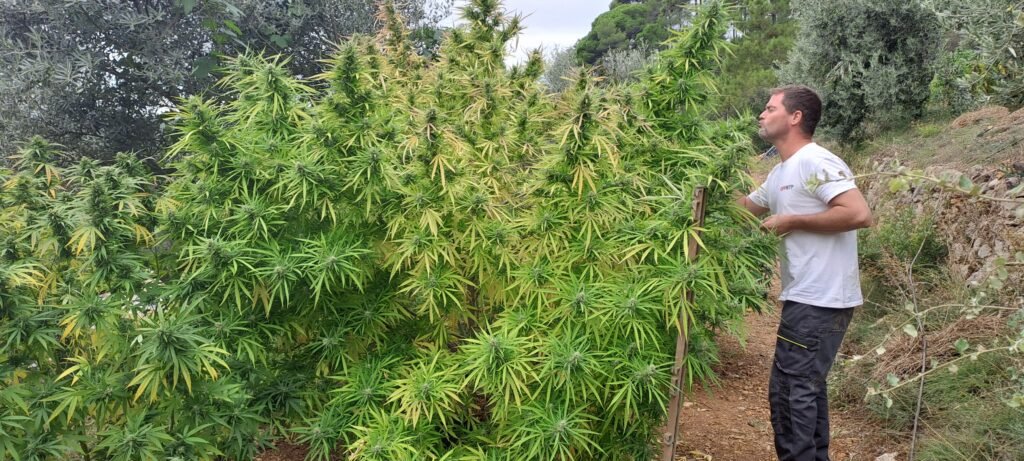 Producteur de chanvre CBD devant un plant de chanvre en plein champ dans le Var en Provence
