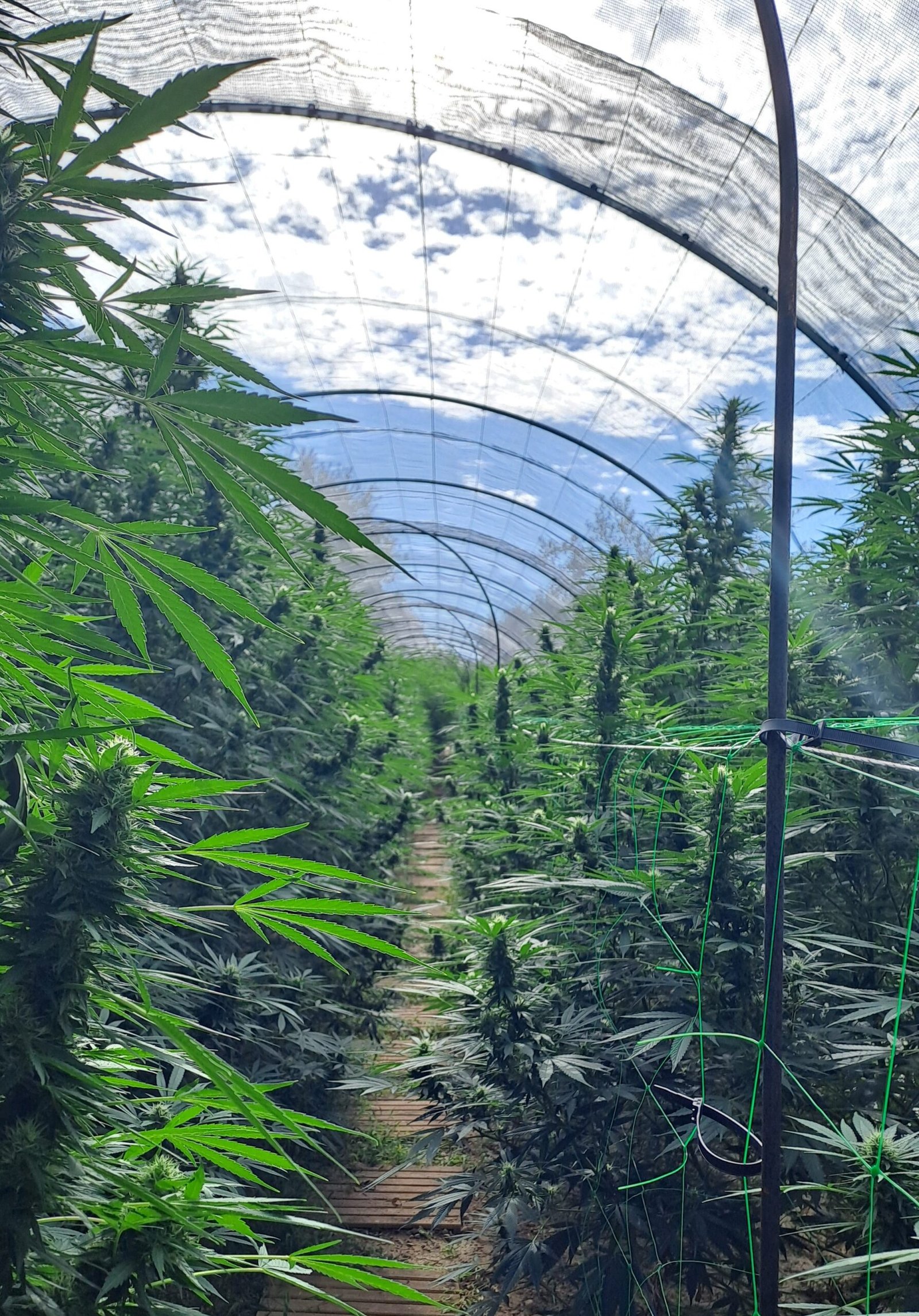 Plants de chanvre CBD sous tunnel filet, fin août 2025