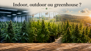 Lire la suite à propos de l’article Fleur de CBD indoor, outdoor ou greenhouse : quelle différence ?