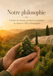 Mains tenant une fleur de chanvre devant un paysage de Provence au coucher de soleil, avec tunnel en filet à Draguignan, L'Herbe du Dragon