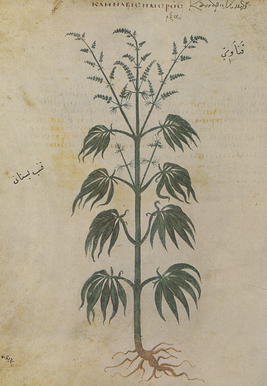 Planche de chanvre cultivé (kánnabis hēmeros), folio 167v du Dioscoride de Vienne vers 512