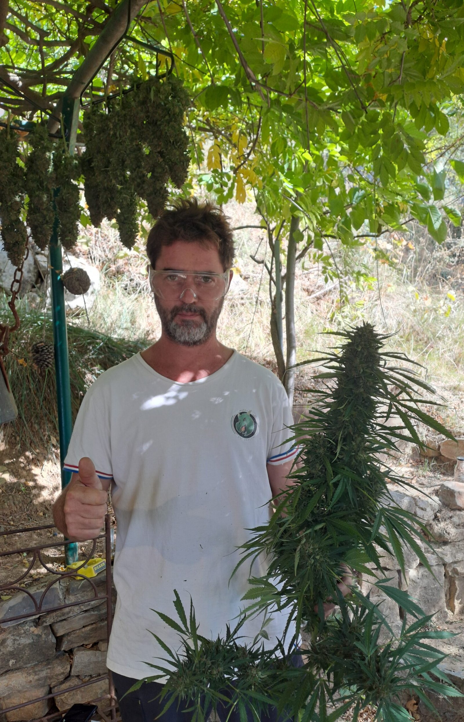 Producteur de L'Herbe du Dragon tenant un plant de chanvre CBD fraîchement récolté, à Draguignan en Provence