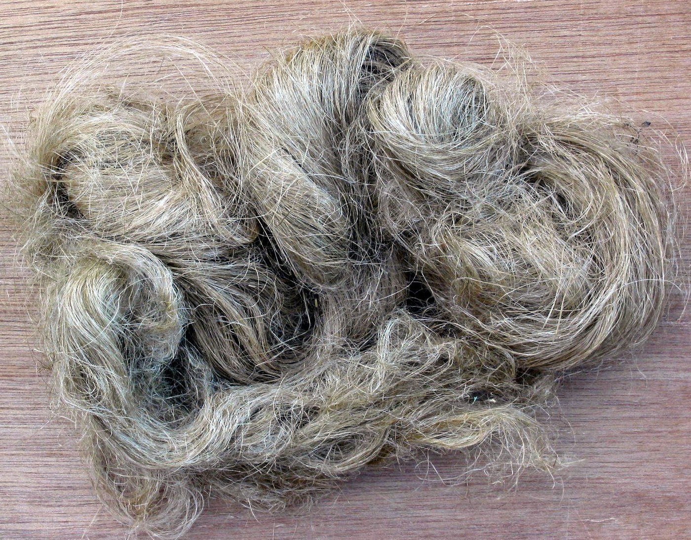 Fibre de chanvre brute, longue et blonde, prête à être filée