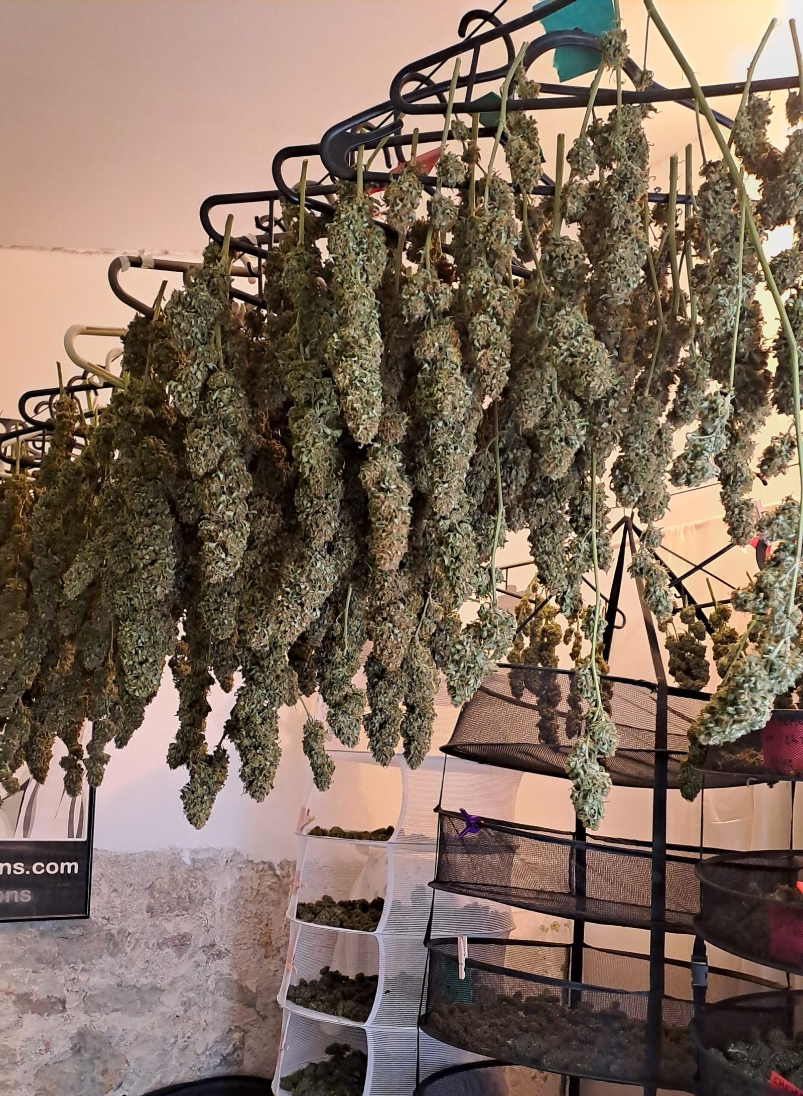 Fleurs de chanvre CBD suspendues au séchage chez L'Herbe du Dragon, en Provence