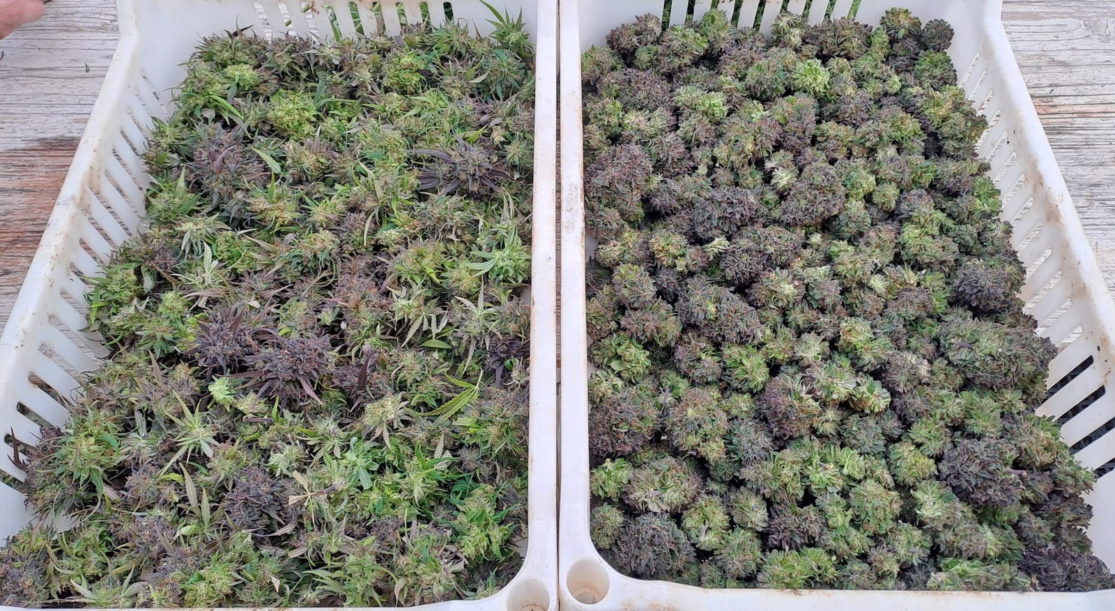 Fleurs de chanvre CBD fraîchement manucurées dans des cagettes, prêtes pour le séchage
